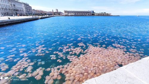 Giant swarm of jellyfish invades Italian port