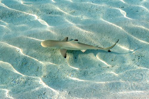 It is believed the woman was attacked  y a 1.6 metre black-tip reef shark off the coast of Kealakekua Bay. 