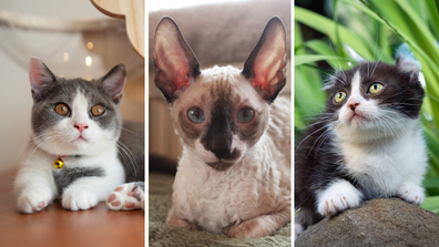 small cat breeds