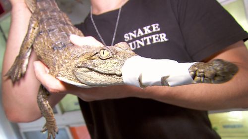 Snake catcher Mark Pelley was called in to catch the croc. (9NEWS)