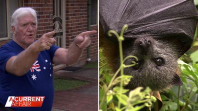 'The poops are everywhere': Residents say lives 'ruined' by 20,000 bats 