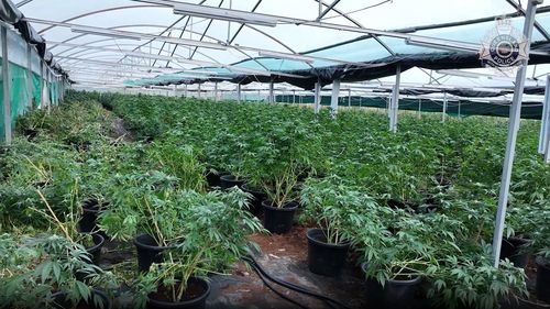 Queensland Police uncovered six greenhouses containing 2284 cannabis plants and more than 6.9 kilos of dried cannabis at a rural property in Gunalda north of Gympie.