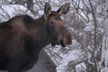 A moose in Anchorage, Alaska.