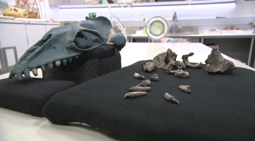 The juvenile 'baby whale' type belonged to a group of early whales that lived astir 30 to 23 cardinal years ago.