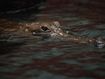 Crocodile (Porosus Crocodylus) stock photo