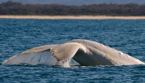 Migaloo can be identified by his unique tail flap. (Jodie Lowe)  