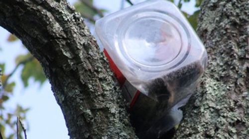 Bear cub with jar on head rescued