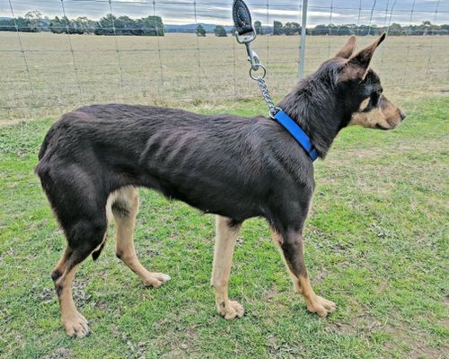 Dingle was found thin and malnourished in drought-stricken New South Wales.