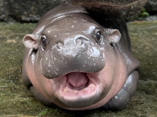 Moo Deng the viral pygmy hippo