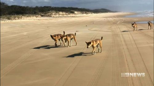 People visiting the island have been warned not to approach dingoes.