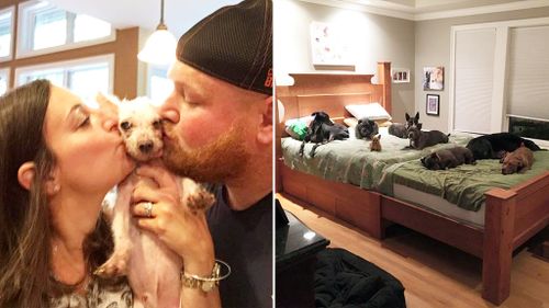 Couple builds 'megabed' to share with seven rescue dogs