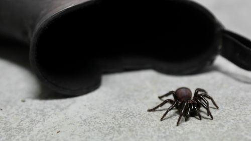 Sydney Funnel-web spiders prefer cool, damp places, with shoes one of the places they can be found.