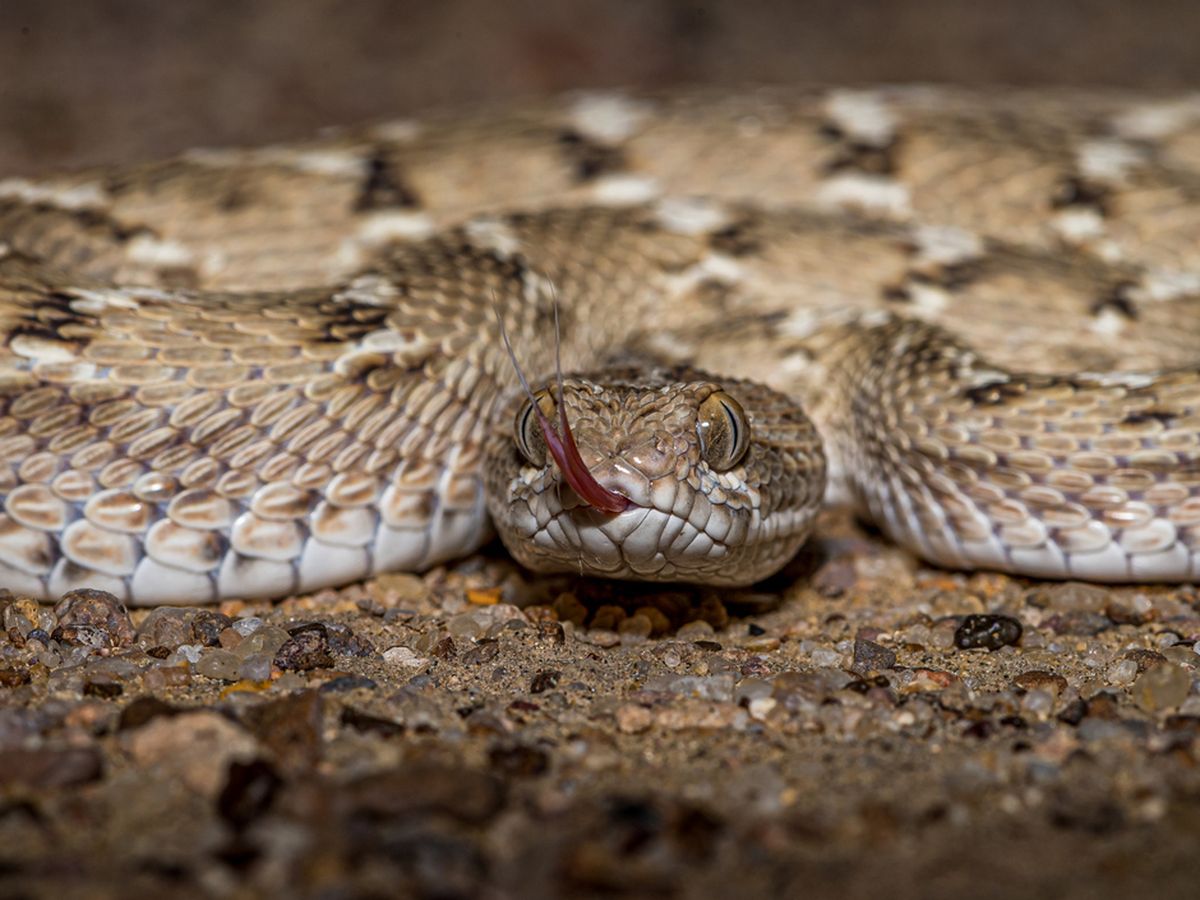 Snake news: Snake myths busted and, in one case, verified including are  Australia's snakes the deadliest in the world? | Explainer