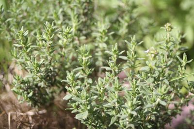 <strong>Thyme</strong>