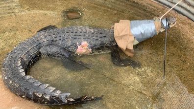 Three metre croc pulled from road-side &#x27;crocodile superhighway&#x27;