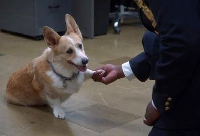 Cheddar, a corgi from Brooklyn Nine-Nine.