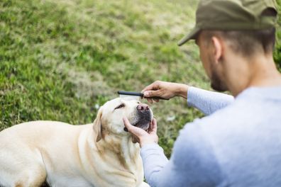 Young man is combing his Labrador in nature.