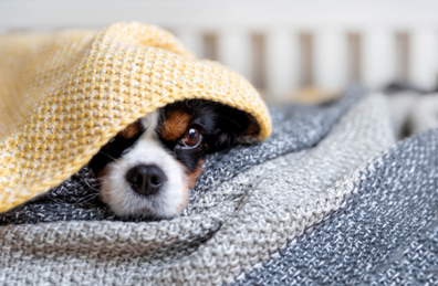 Dog hiding under a blanket 