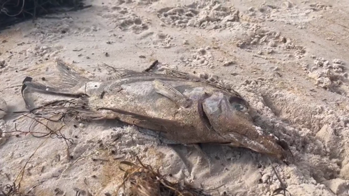 SA toxic algal bloom