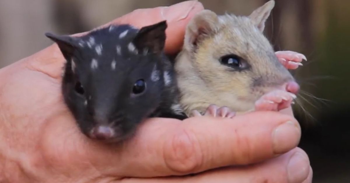 Formerly extinct quoll reintroduced to mainland Australia after 50 years