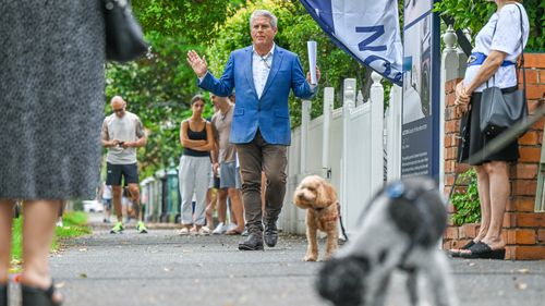 Two dogs at an auction in Sydney.