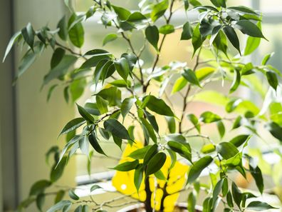 Houseplants, indoor plants