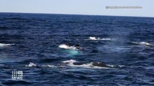 The whales have been gathering for about three days, about 37 kilometres from the New South Wales south coast.