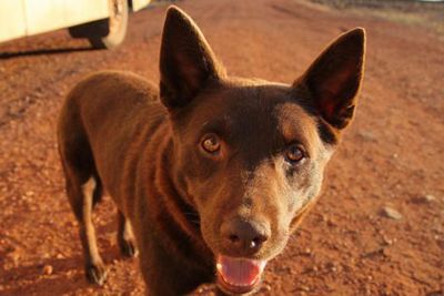 The late kelpie Koko brought real bark - and heart - to the outback. Rest in peace, Koko.<br/>