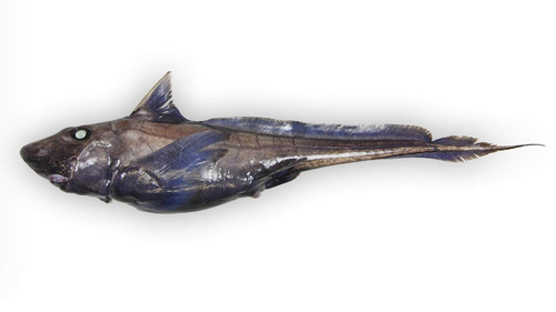 An adult pointy-nosed blue ghost shark (Hydrolagus trolli).