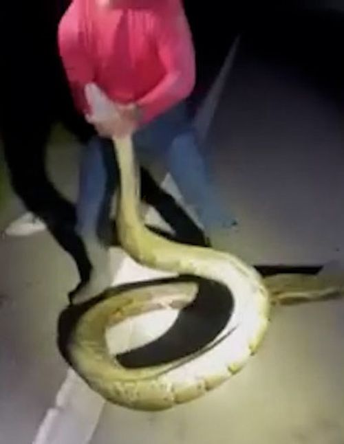 A group of hunters captured the longest burmese python ever documented in Florida, measuring 5.7m long.It tops the 2020 record of 5.48m.