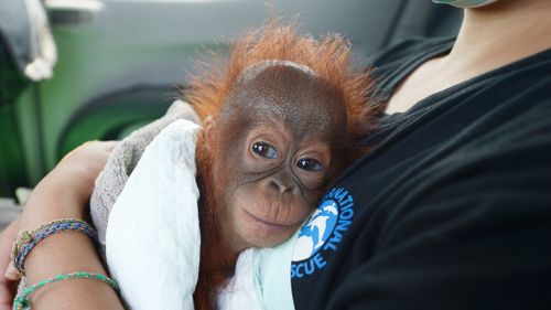 Borneo orangutan population in 'alarming' decline