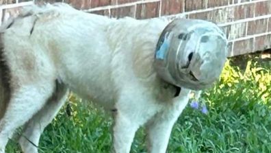 Dog stuck with a glass bowl on its head