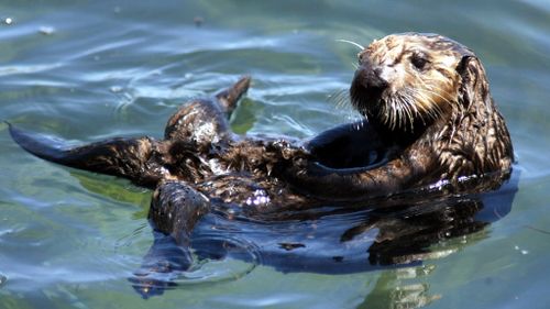 Otter drowns after being given ‘unauthorised’ pants by zookeepers