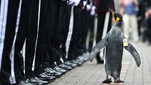 Brigadier Sir Nils Olav. (AFP)