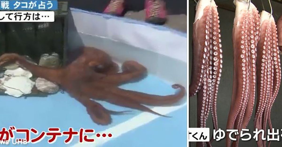 Did Paul the octopus predict his own death?, Paul the 'psychic' octopus