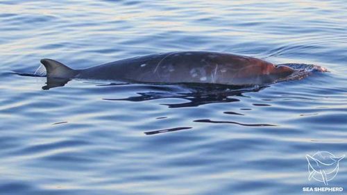 Genetic sampling will confirm whether the whales are a new species.