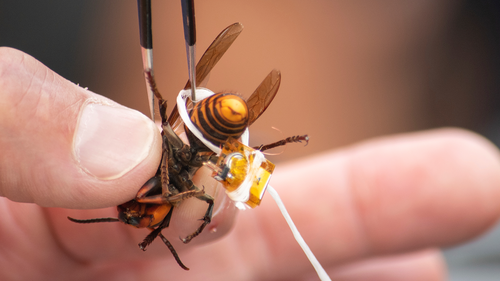 The 'feisty' bug managed to slip her tracker.