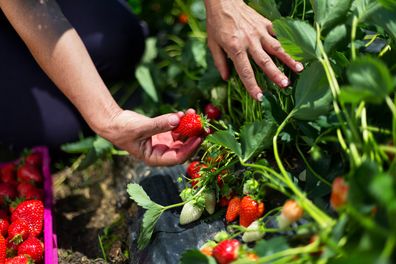 person picking fresh, ripe strawberries from garden