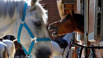 A horse neighs as he stands in a box at a equestrian club in Les Yvelines, west of Paris.