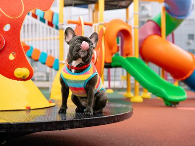 A dog in a kids playground, french bulldog