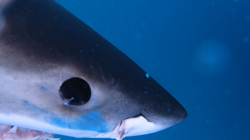 Surfer attacked by Great White shark at Margaret River reveals