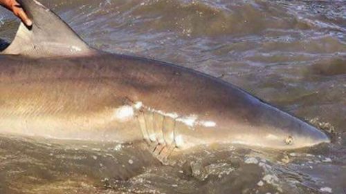 The fishermen told 9NEWS the shark pulled them 250m around the river for around an hour before they managed to capture it (Supplied).