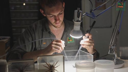 There is expected to be an increase in funnel-web sighting due to the wet weather.