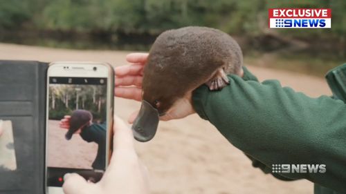 After a quick picture, George was released into the Colo river today north of Sydney. Picture: 9NEWS