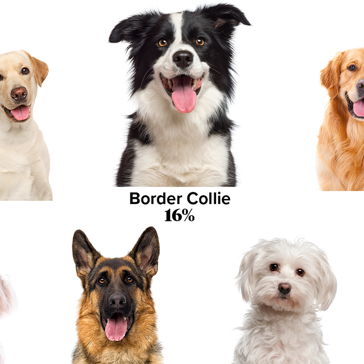 son border collie retrievers