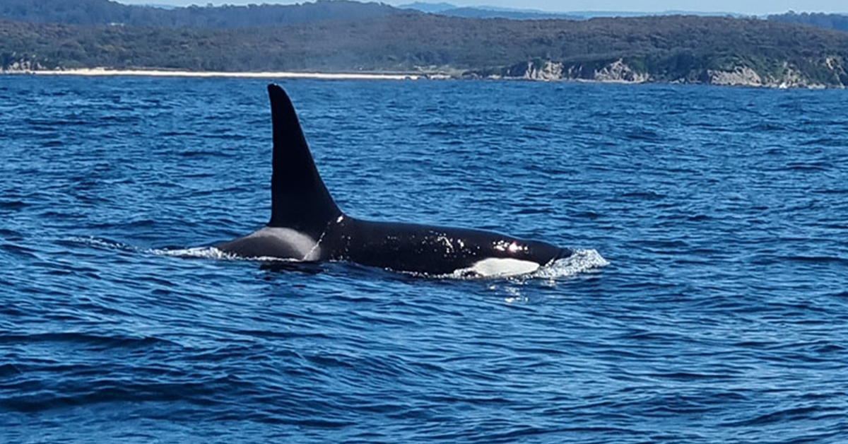 Australian couple film ‘lucky’ encounter with pod of killer whales off NSW – 9News
