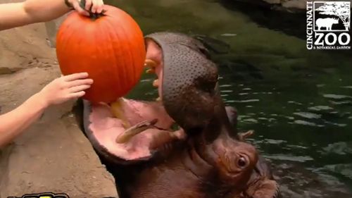 Fiona opens wide for the large pumpkin...