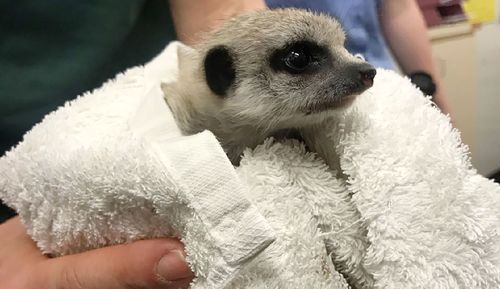 The baby meerkat was taken from Perth Zoo, Western Australia in September.