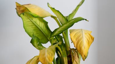 Indoor plants get sunburn: Here's what it looks like and how to stop it happening