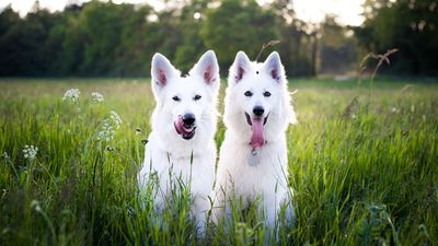 Top three names for female dogs